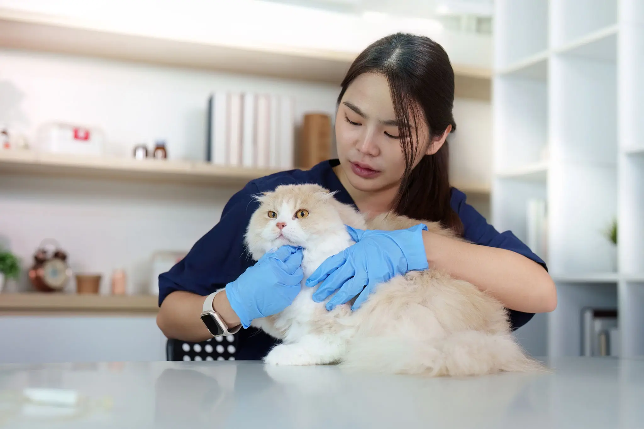 Gentle feline examination by veterinarian in San Jose animal hospital