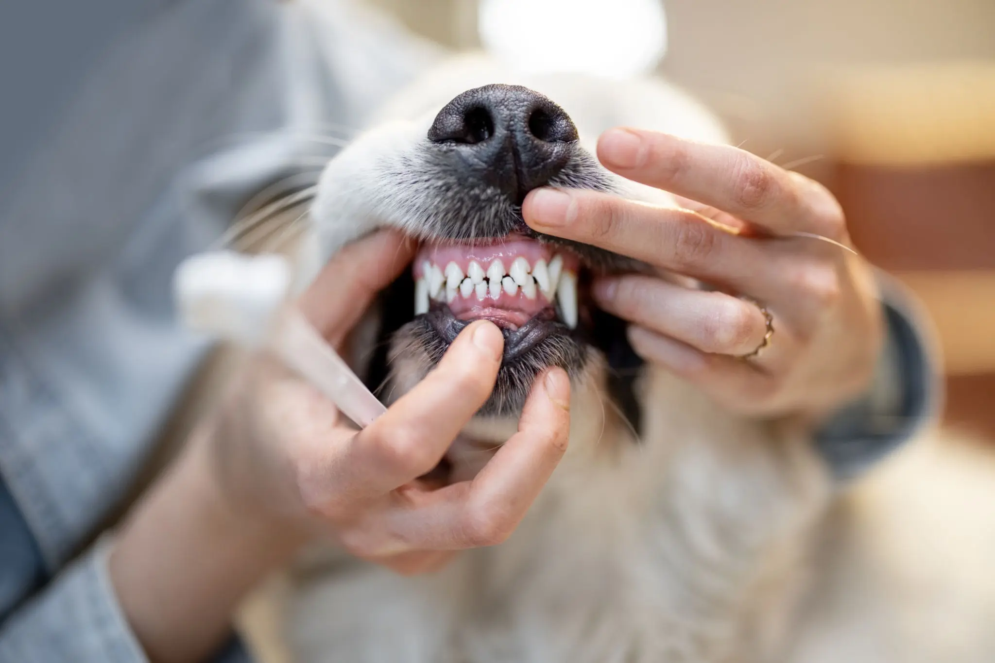Veterinary dental checkup and teeth cleaning procedure for dogs in San Jose